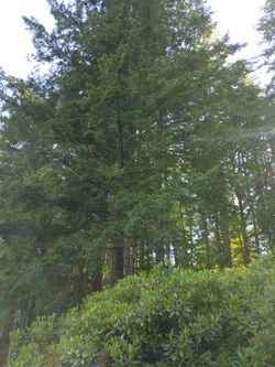 Tree Work