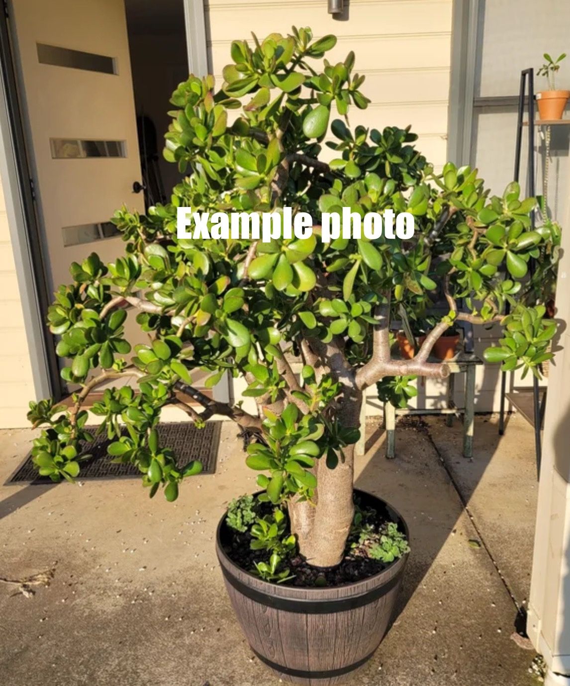Jade Plant 🪴☘️