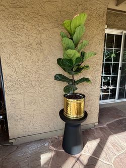 Real Potted Fig Leaf Tree 6’, Brass Pot, Black Metal Stand