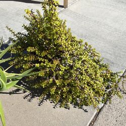 Elephant Food Portulacaria Afra Succulents