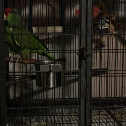 Bird Cage