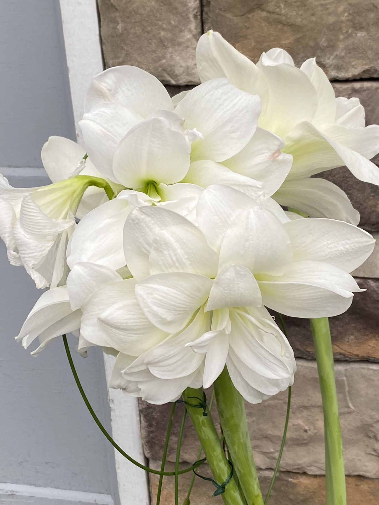 Double Amaryllis Alfresco