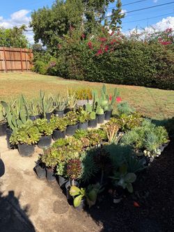 Succulents and cactus for sale!
