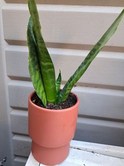 Lengua De Suegra