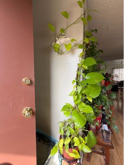 Neon Pothos/ Monstera Adansonii cuttings