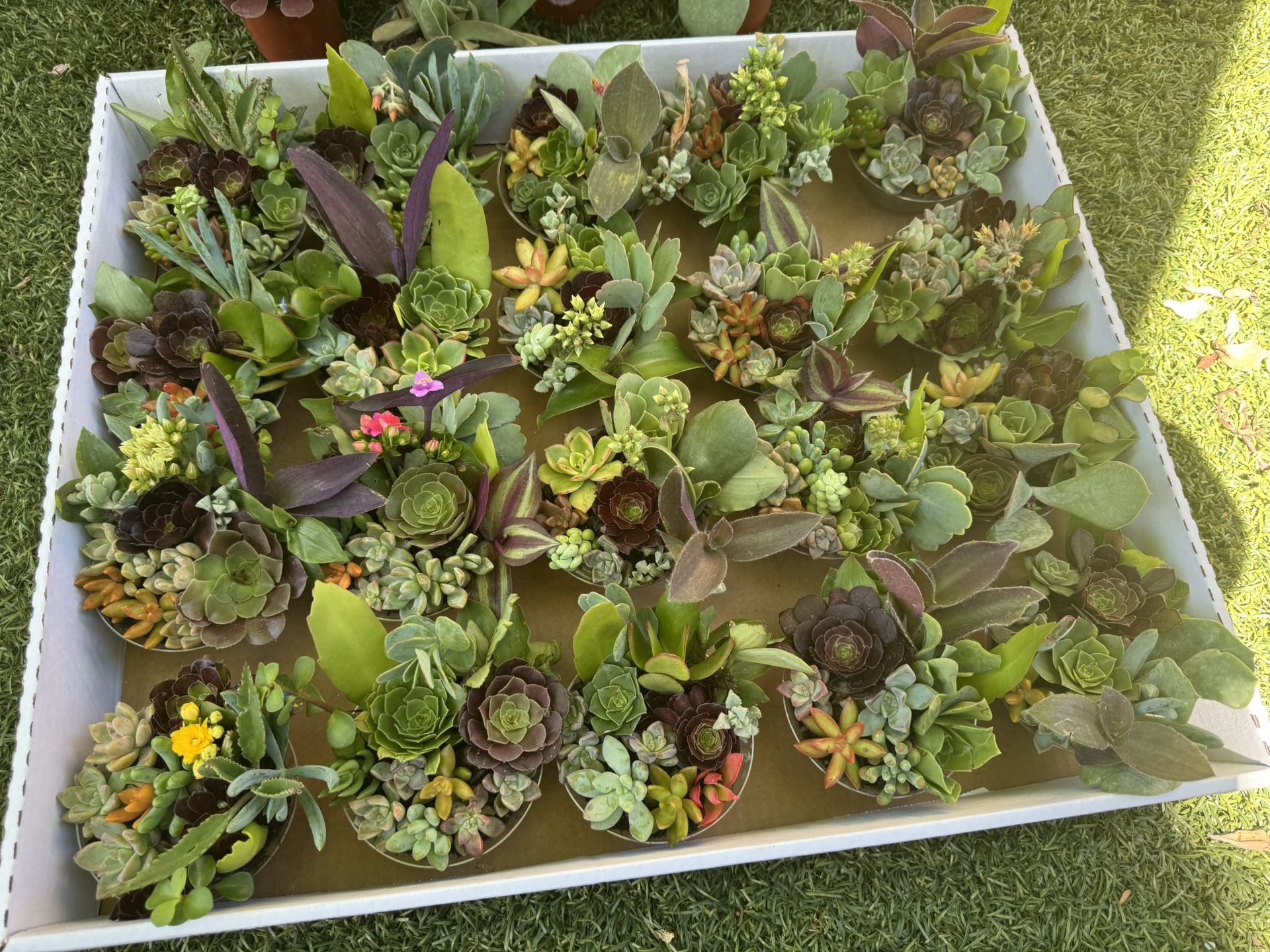 Little Pots With Succulents