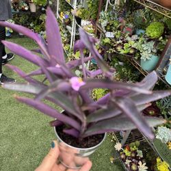Cute Purple Plant 