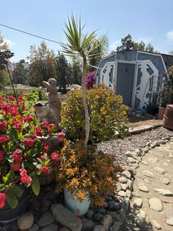 Palm Tree With Yellow Succulent 