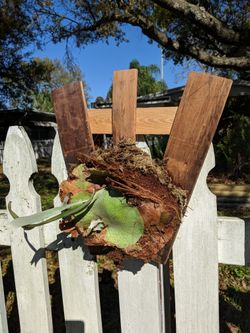 Nice Staghorn mounts on real wine barrel staves!