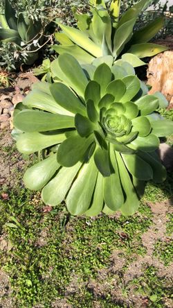 Rose Succulent