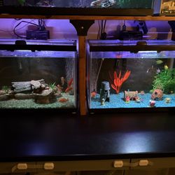 20 Gallon Fish Tank New 