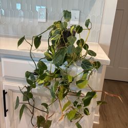 Philodendron Brasil With Heart Leaf 