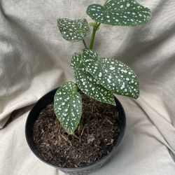 HERMOSAS PLANTAS NATURALES “BEGONIAS WHITE ICE PLANT “