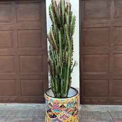 Large Trigona African Milk Cactus