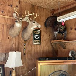 Stuffed and Mounted Deer Head, And Turkey
