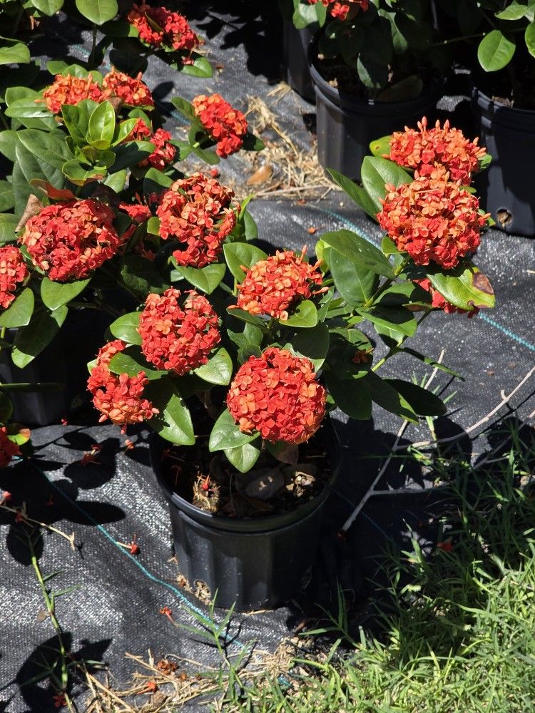 Ixoras Oranges In Yellow 1gallon Plants