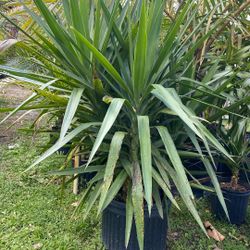 Yucca Plants 