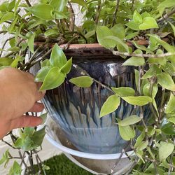 Ceramic pot $15 with Plants
