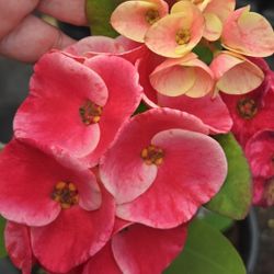 Coronas de cristo Plantas/ Crown Of Thorns Plants 🪴 