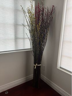 Pussy Willow