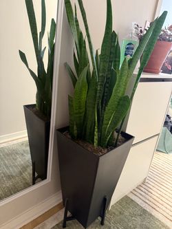 Potted spider plant
