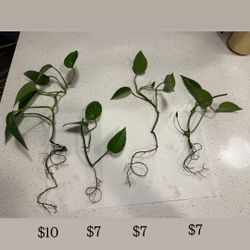 Pothos Starters