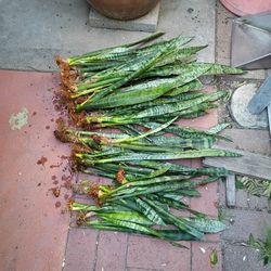 Snake Plants 