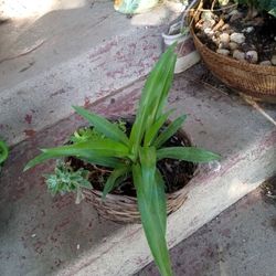 Planta 