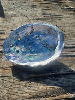 Natural Abalone Shell