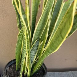 Snake Plants 