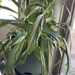 Silver Stripe Pothos - $80 Available in Goodyear