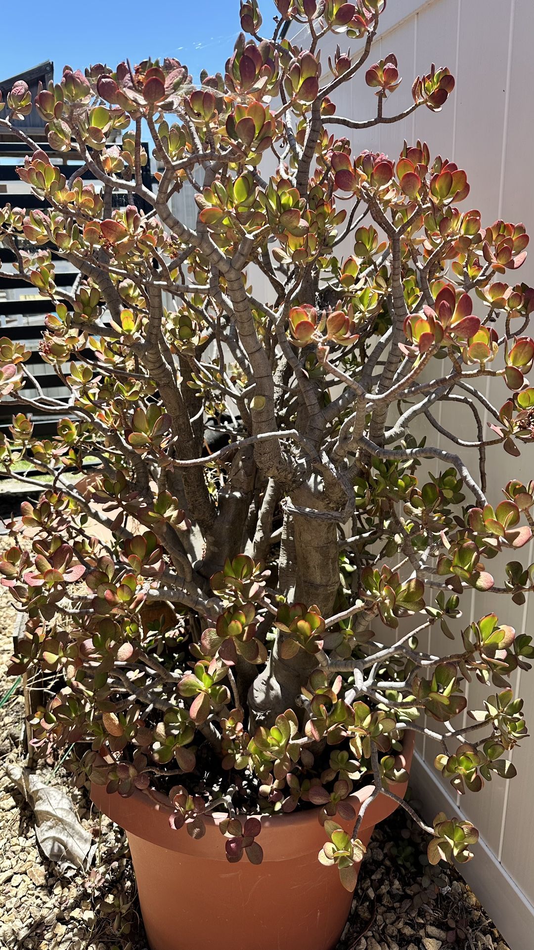 FREE 5 Ft Giant Succulent Plant In Large Pot