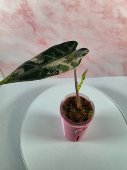 Pink Bambino Alocasia
