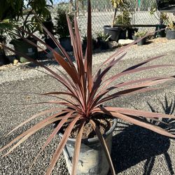 Cordyline