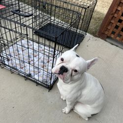 Metal Dog Kennels with Front and Side Doors 