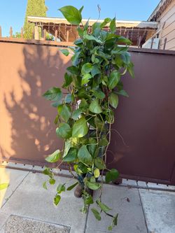 8” massive jade pothos