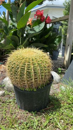 Golden Barrel Cactus - 3 Gallons