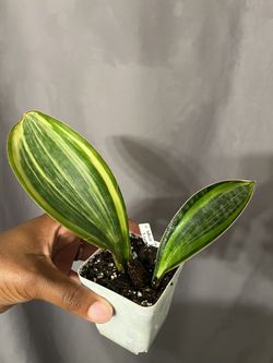 Variegated Whale Fin With Pup