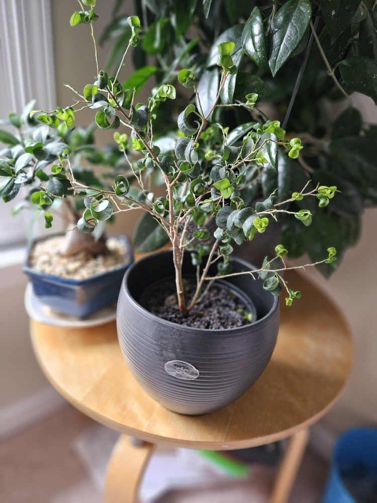 Benjamin Robber Tree