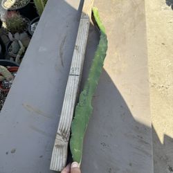 “ PURPLE HAZE “ Dragon fruit in 1 gallon $20 each #PHDF01