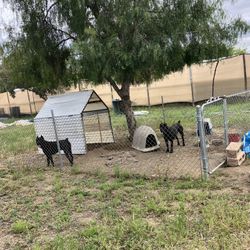 DOG HOUSES OR DOG KENNELS