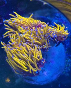 Fake Decoration Torch  