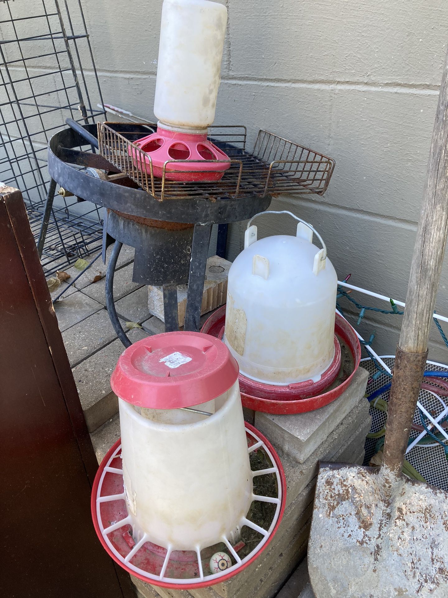 Bird Chicken Feeders