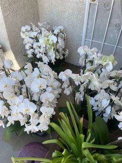Orquideas.