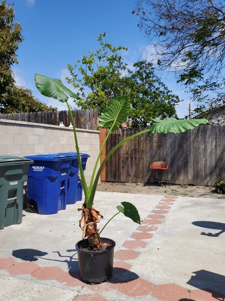 well taken care off alocasia 