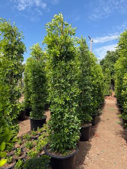 Ficus tree