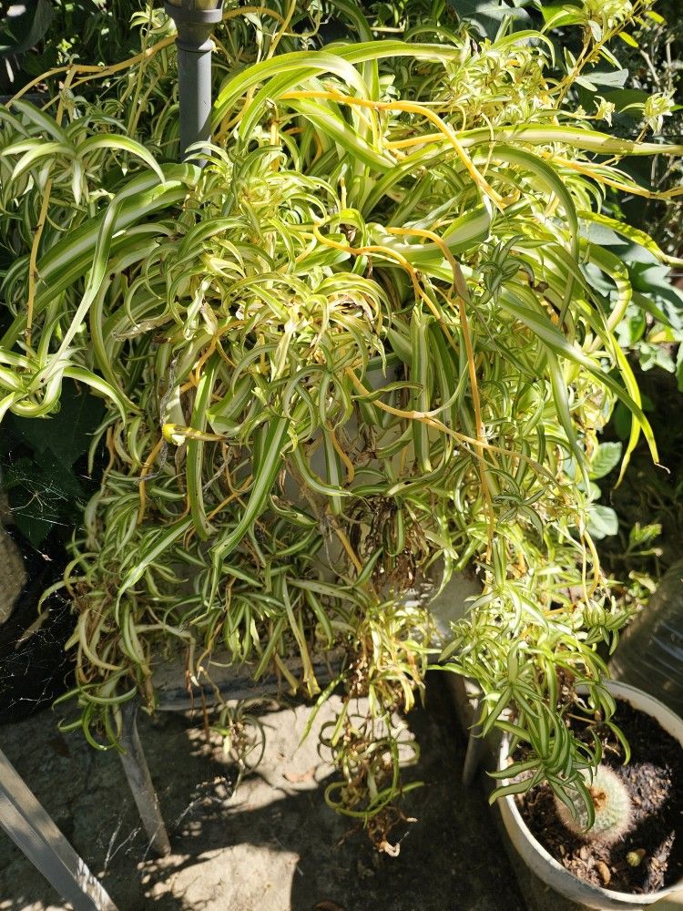 Spider Plant