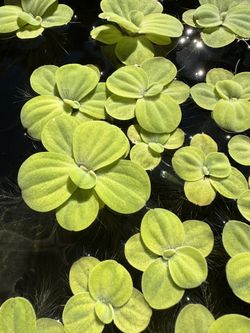 Water Lettuce “Pistia Stratiotes “