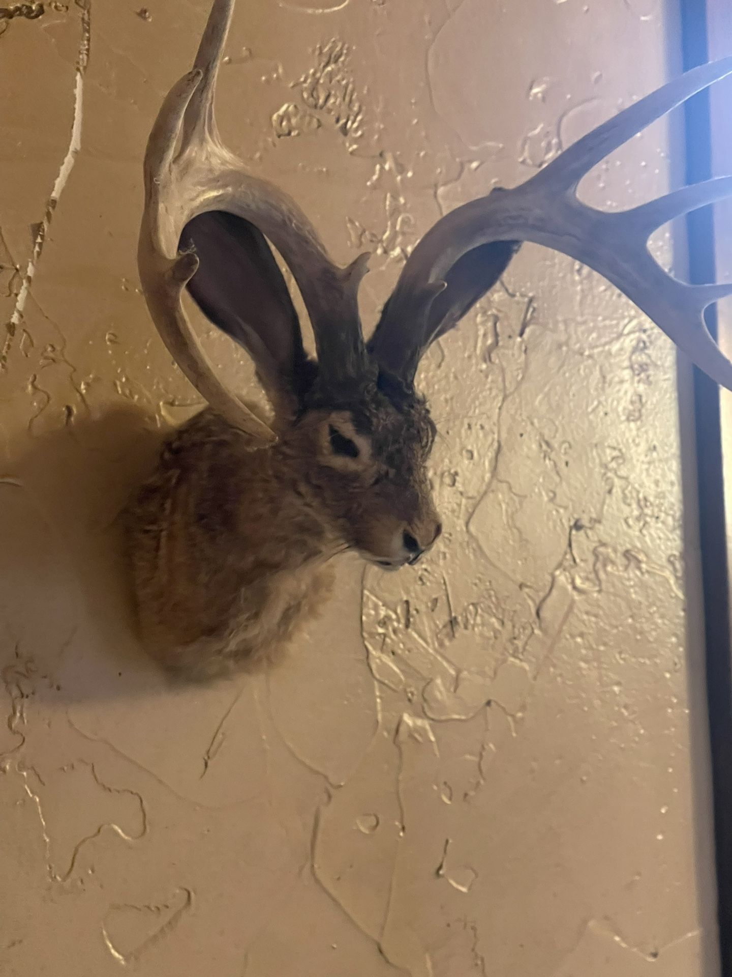 Excellent Jackalope Taxidermy Shoulder Mount
