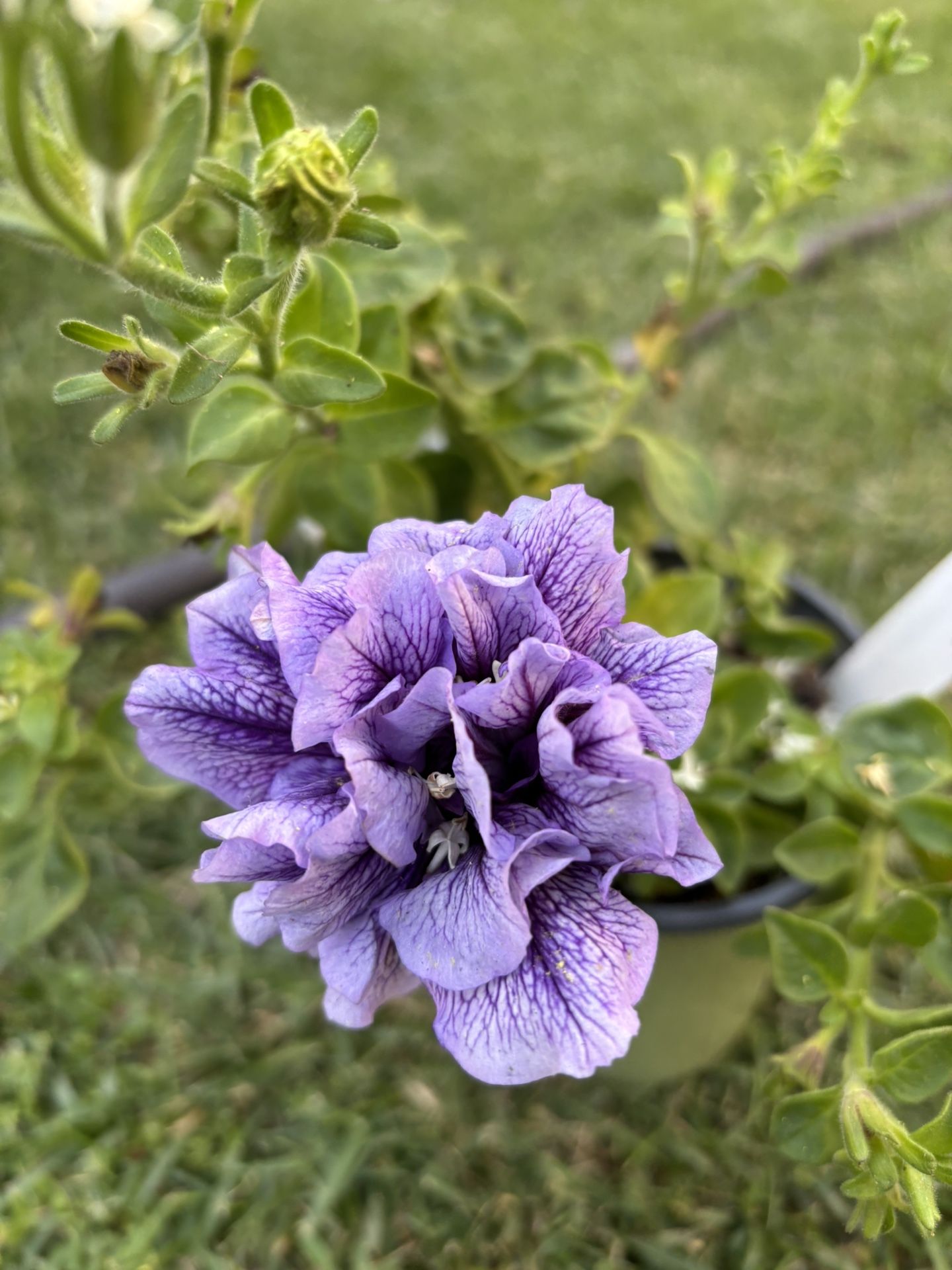 Thumbelina Petunia